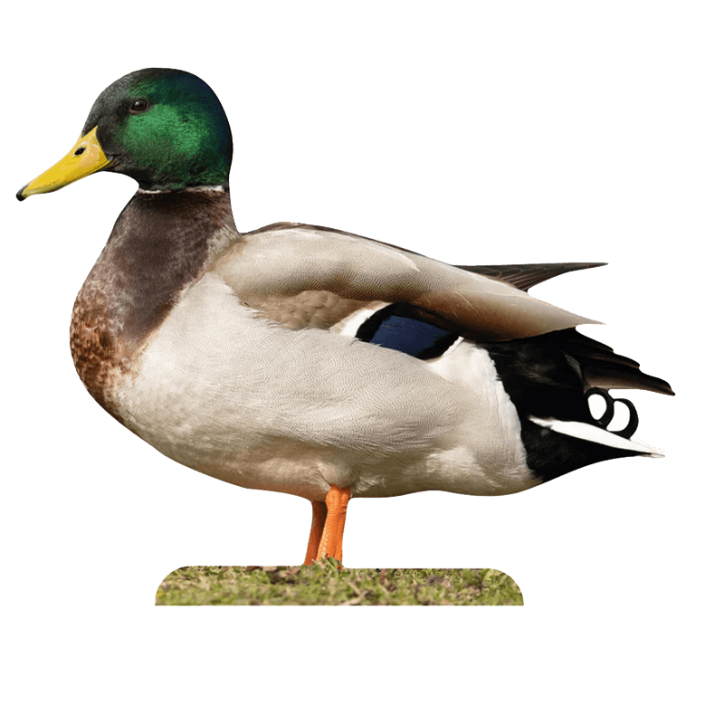 Tieraufsteller Stockente Erpel