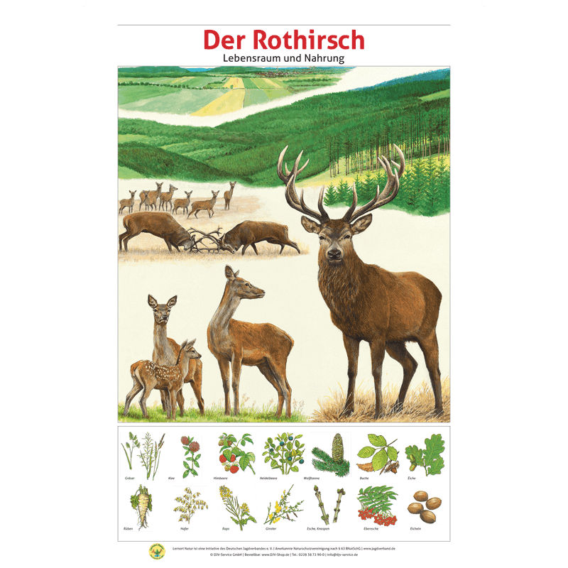 Lernort Natur-Tafel-Set "Heimische Wildtiere - Lebensraum und Nahrung" (12 Tafeln)