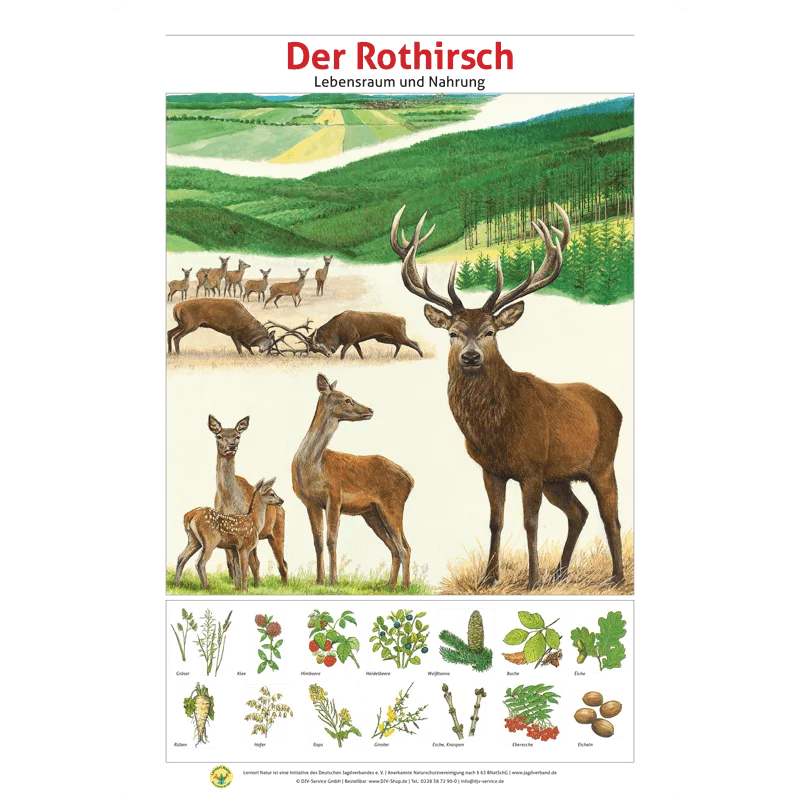 Lernort Natur-Tafel-Set "Heimische Wildtiere - Lebensraum und Nahrung" (12 Tafeln)