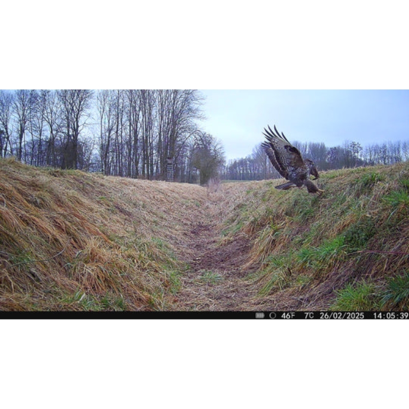 Modernhunter LTE-Wildkamera Hunter 4G Mini