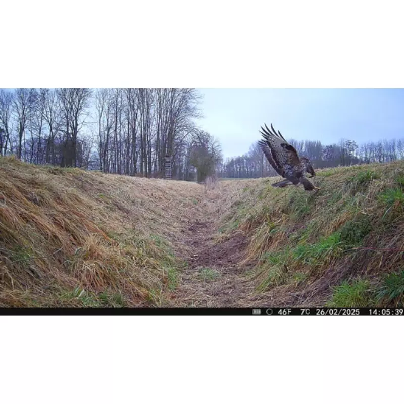 Modernhunter LTE-Wildkamera Hunter 4G Mini