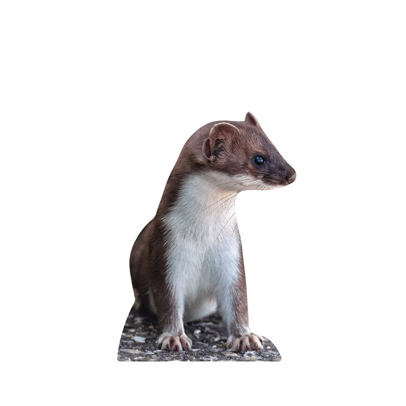 Tieraufsteller Wiesel