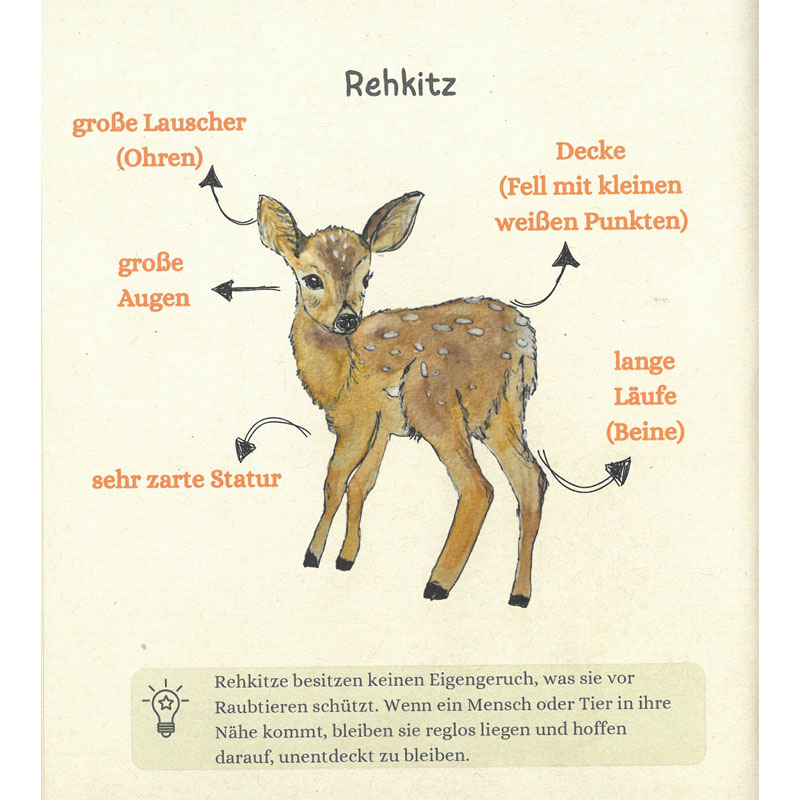 Kinderbuch "Rehkitz Ronja außer Gefahr"
