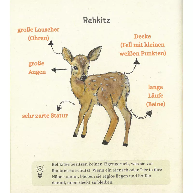 Kinderbuch "Rehkitz Ronja außer Gefahr"