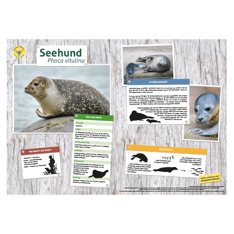 Lernort Natur-Tiertafel DIN A3 Seehund