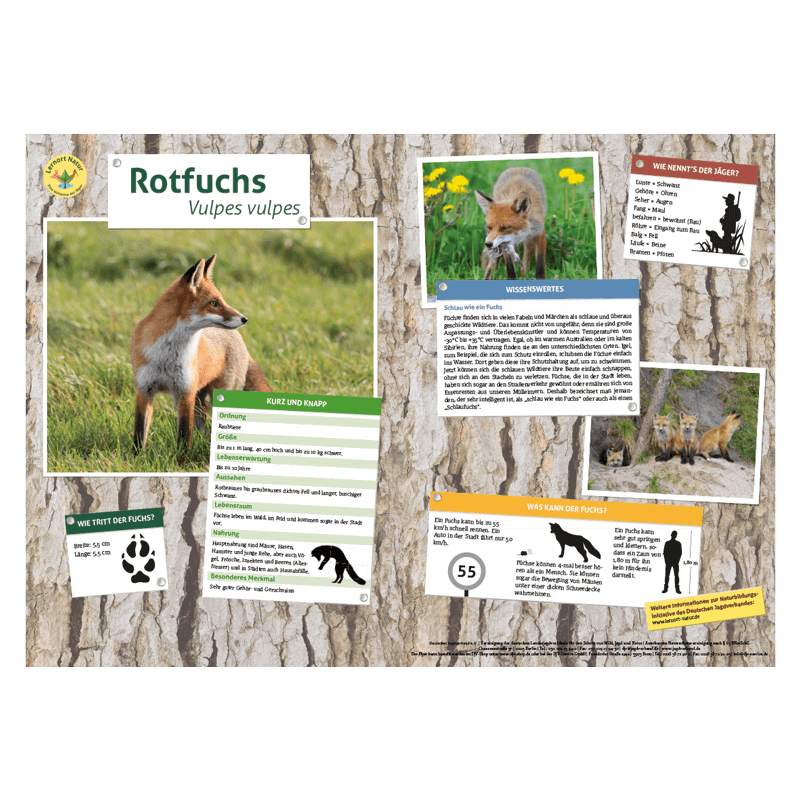 Lernort Natur-Tiertafel DIN A3 Rotfuchs
