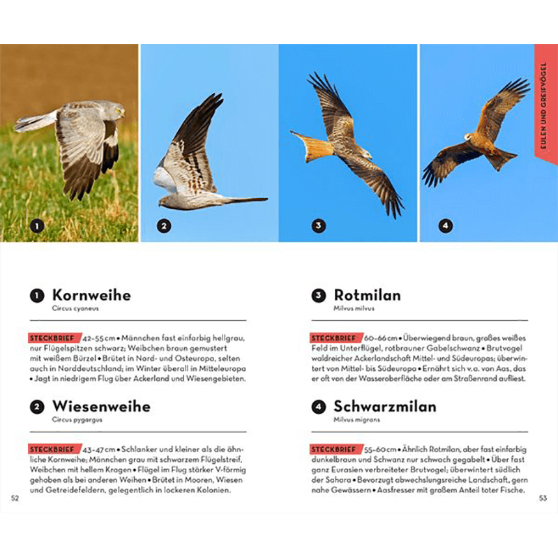 Buch "Basic Vögel"