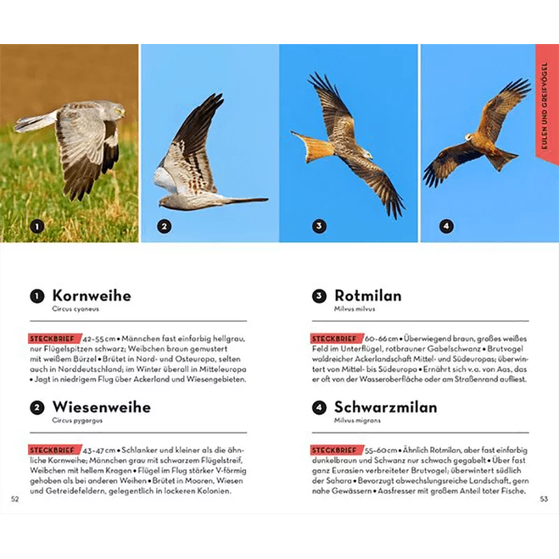 Buch "Basic Vögel"
