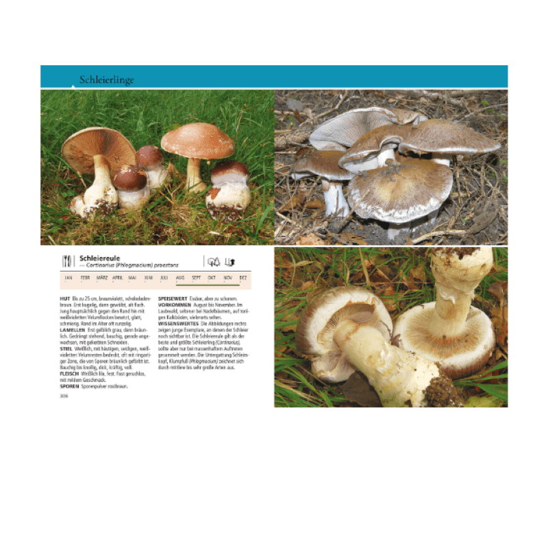 Buch "Naturführer Welcher Pilz ist das?"