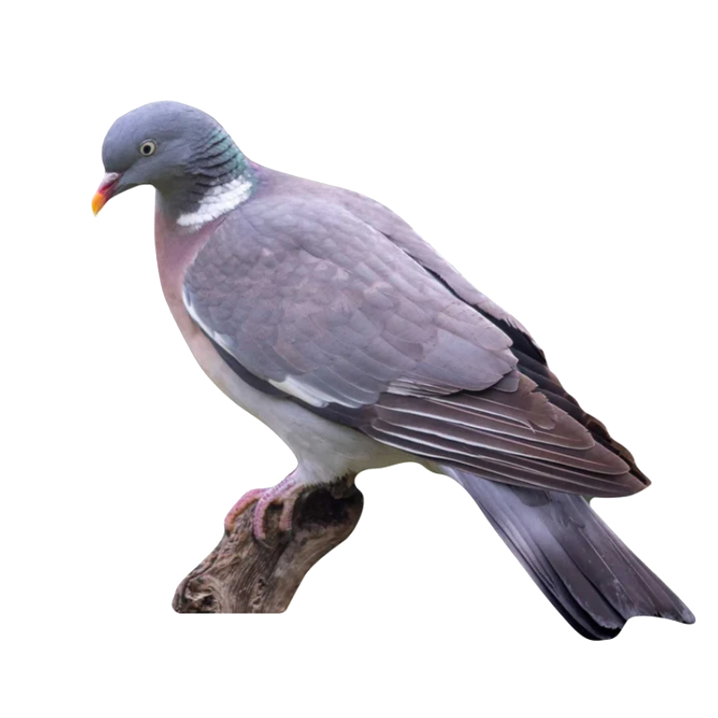 Tieraufsteller Ringeltaube