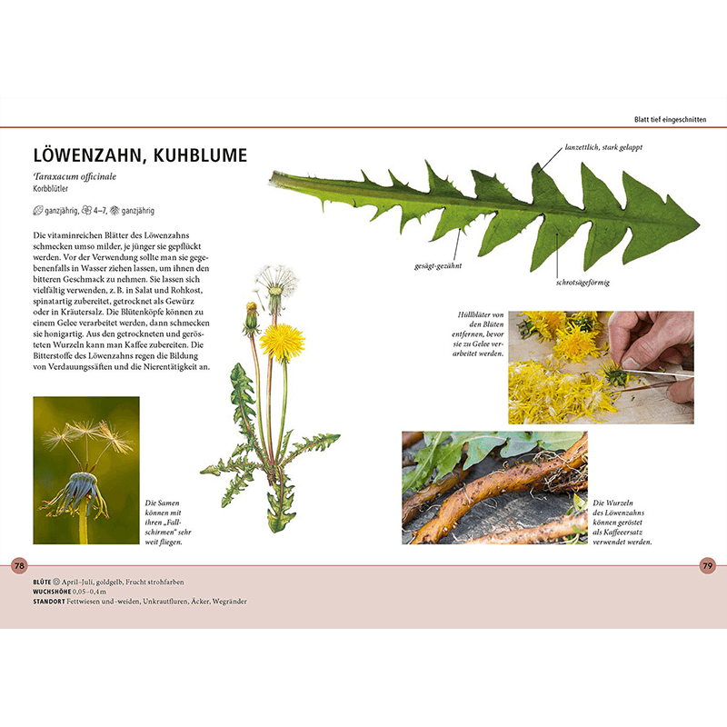 Buch "Wildkräuter am Blatt erkennen"