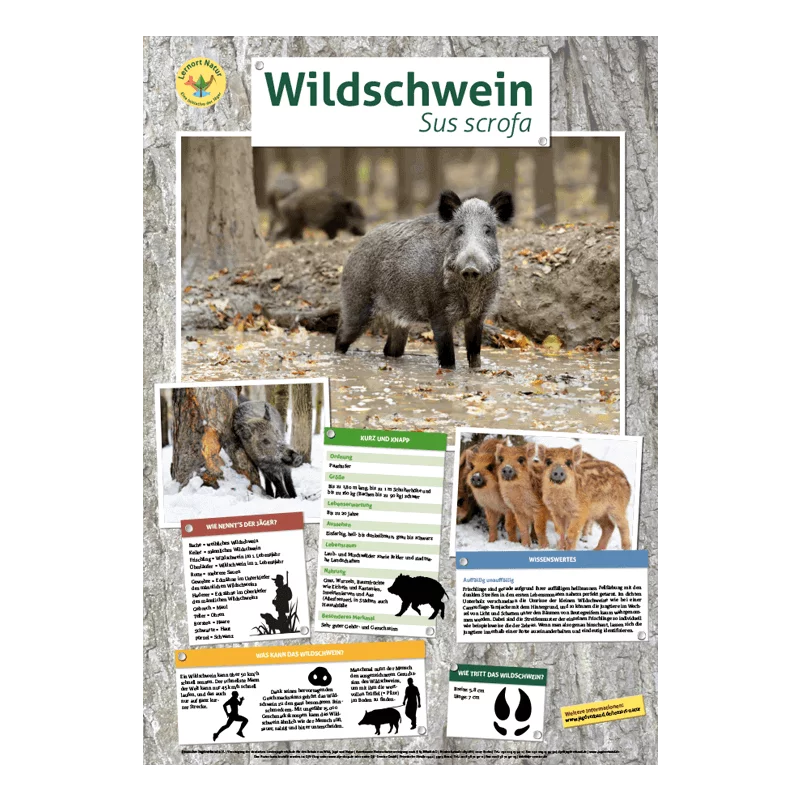 Tierposter im Format DIN A4 (Satz mit 22 Stück)