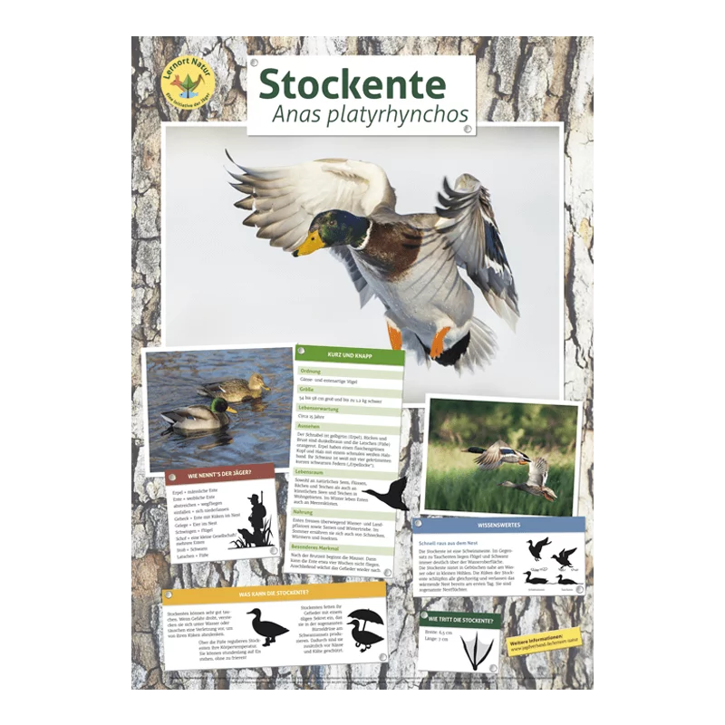 Lernort Natur-Tierposter Stockente