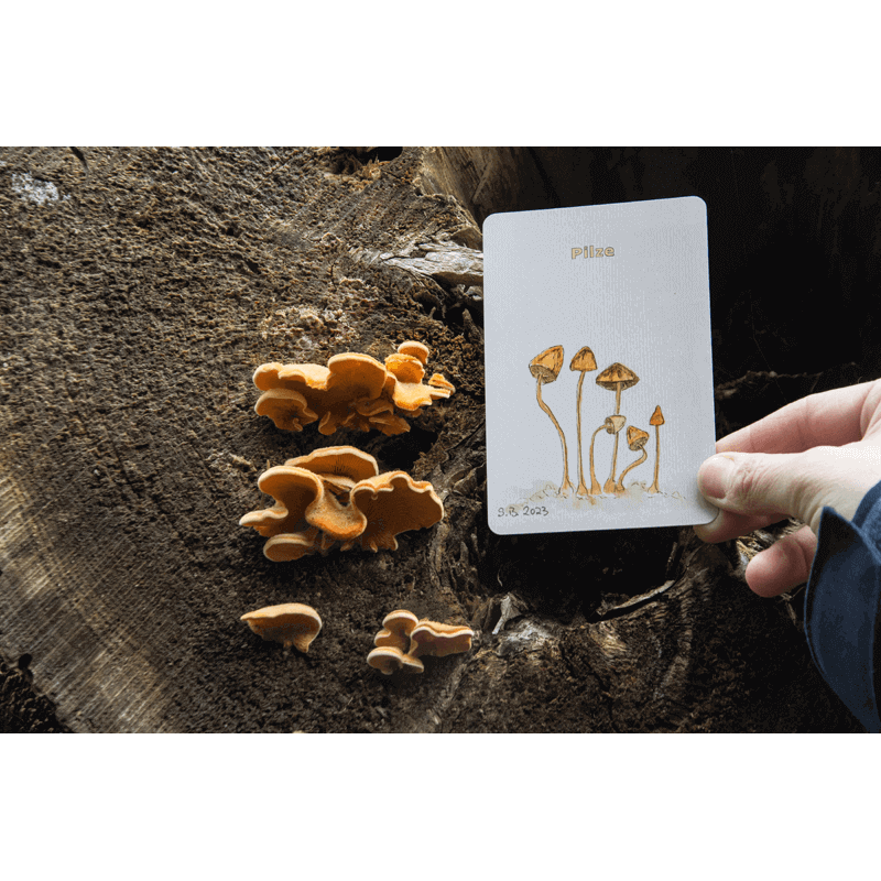 Lernort Natur Draußen-Suchspiel "Wir wollen Natur finden"