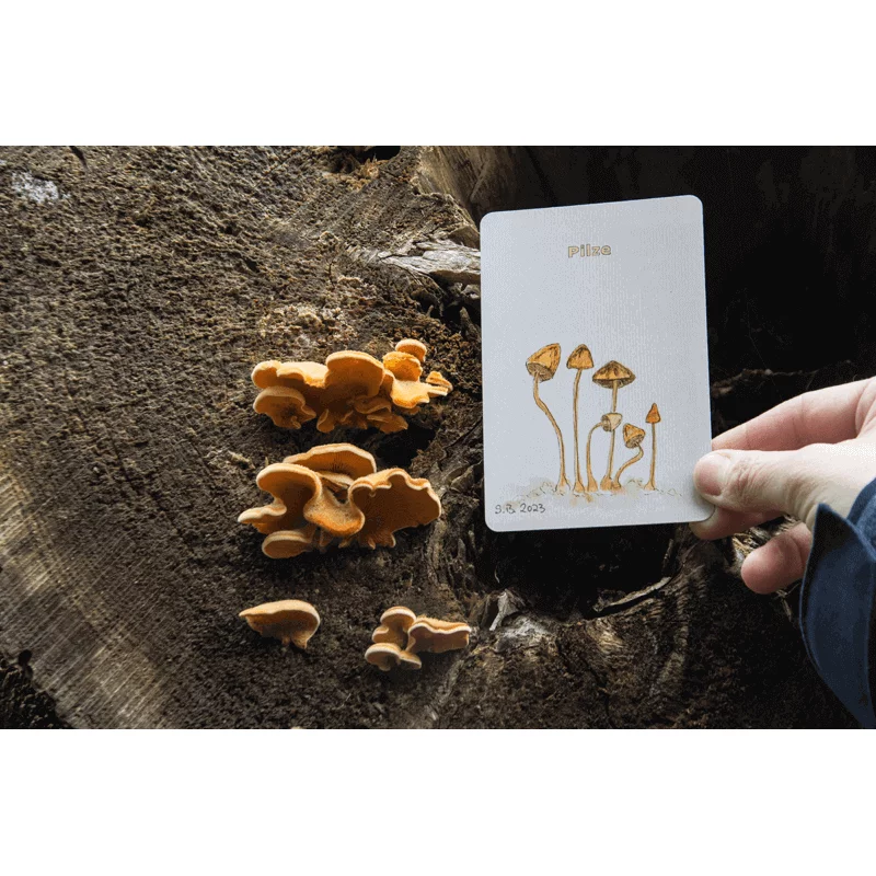 Lernort Natur Draußen-Suchspiel "Wir wollen Natur finden"