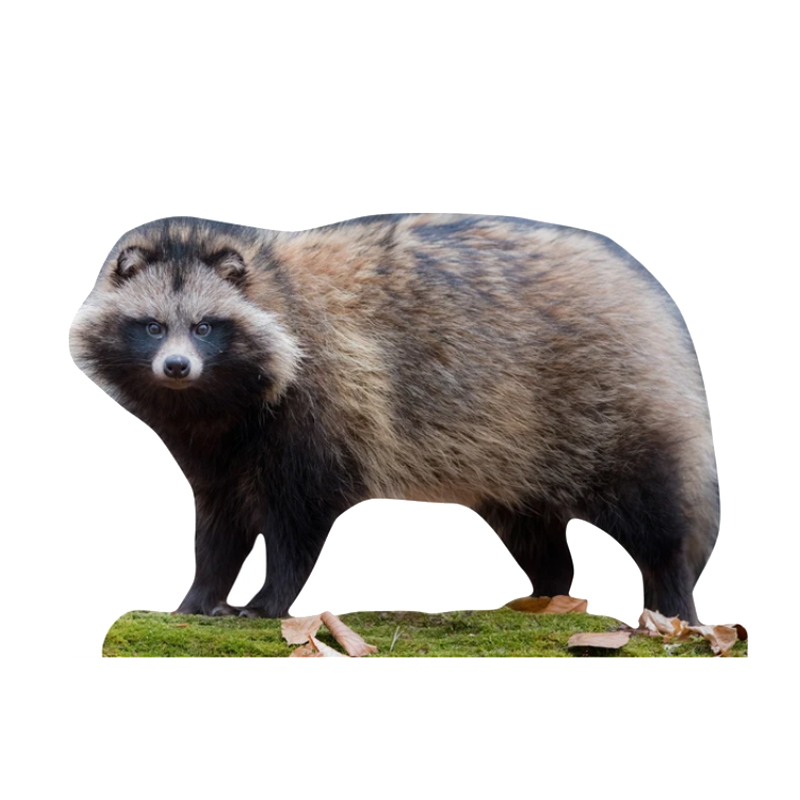 Tieraufsteller Marderhund