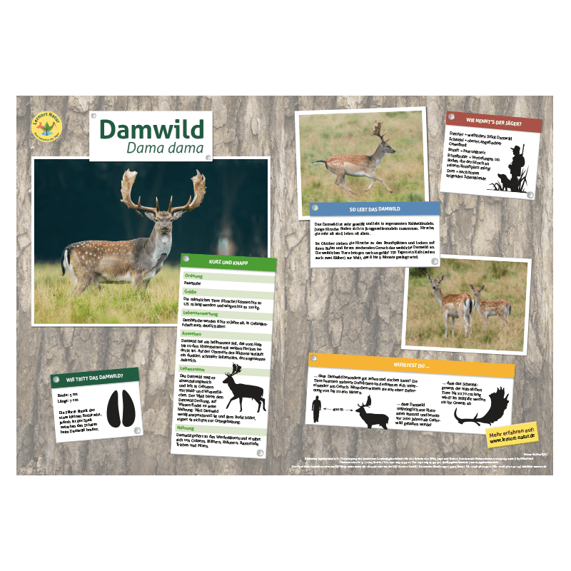 Lernort Natur-Tiertafel DIN A3 Damwild