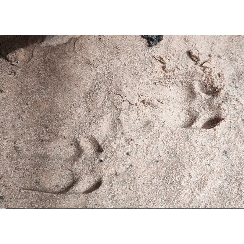 Fährtenstempel Rehwild