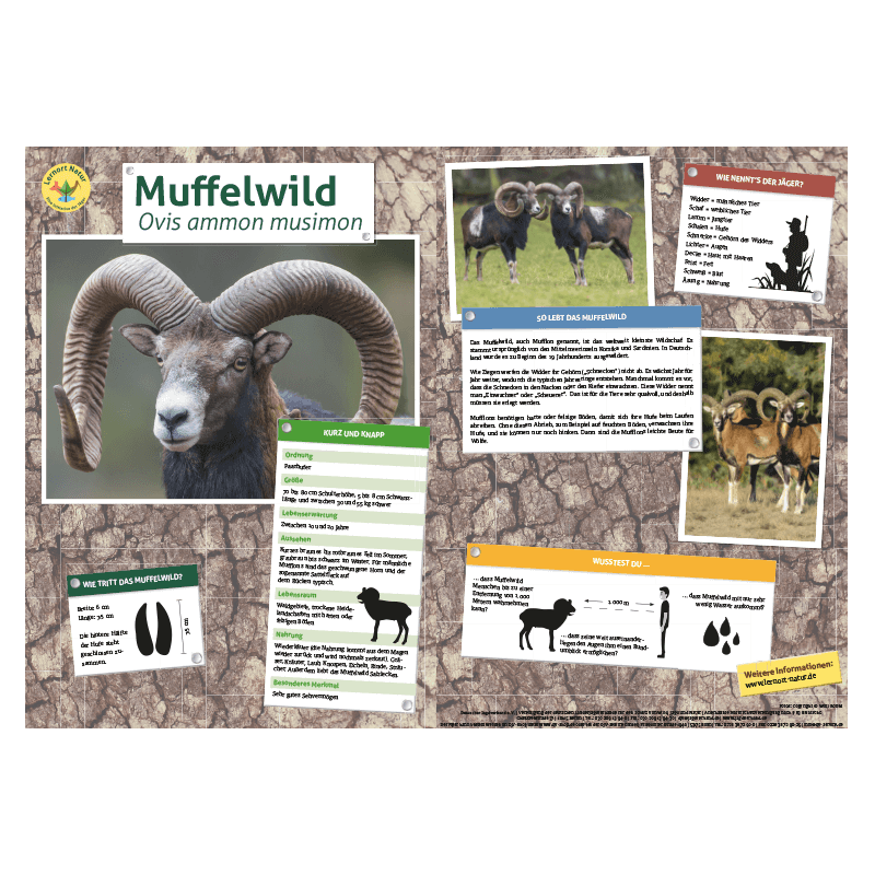 Lernort Natur-Tiertafel DIN A3 Muffelwild