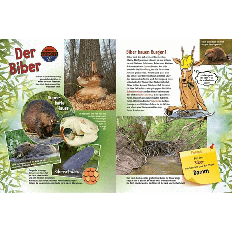 Kinderbuch "Jetzt verstehe ich die Tiere des Waldes"