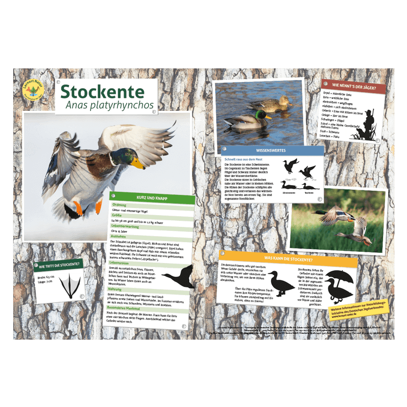 Lernort Natur-Tiertafel DIN A3 Stockente