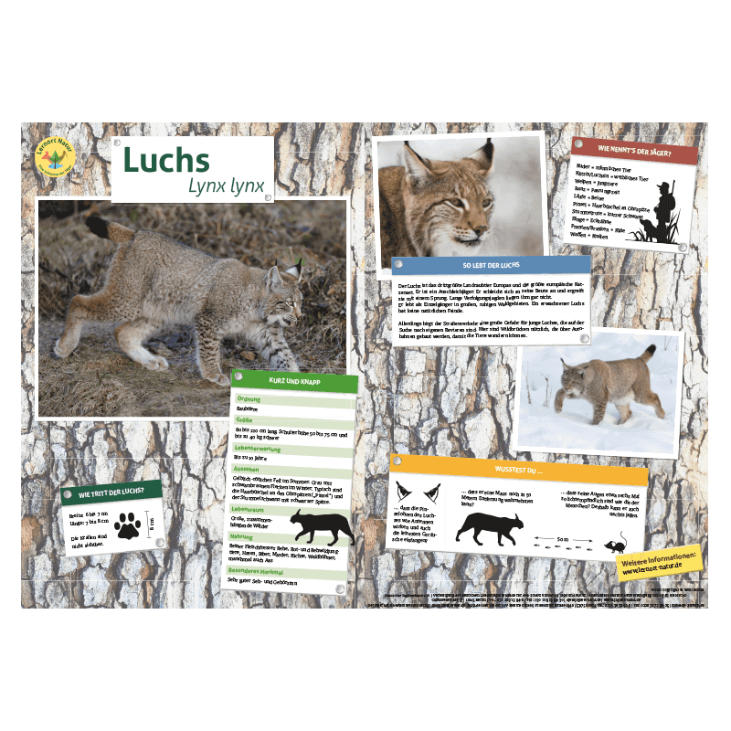 Lernort Natur-Tiertafel DIN A3 Luchs