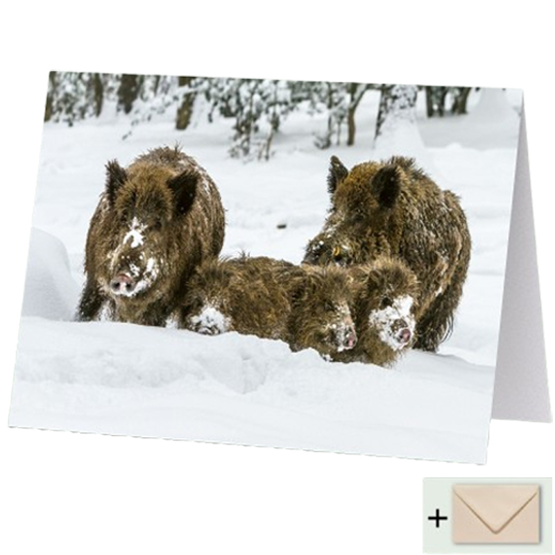 Klappkarte "Wildschwein-Rotte im Schnee"