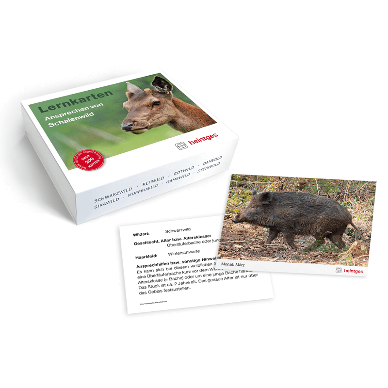 Lernkarten "Ansprechen von Schalenwild"