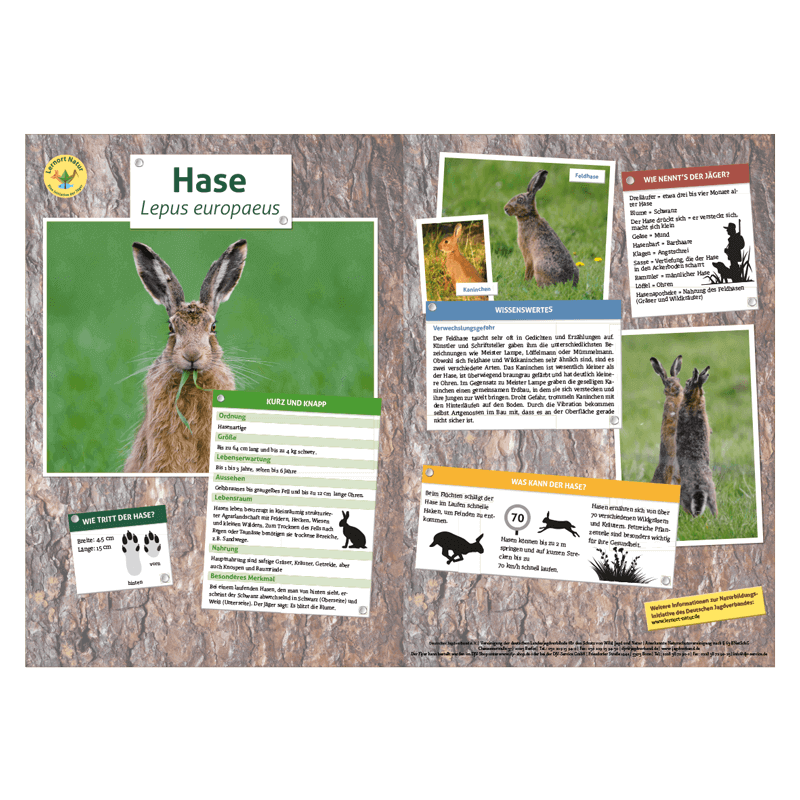 Lernort Natur-Tiertafel DIN A3 Hase