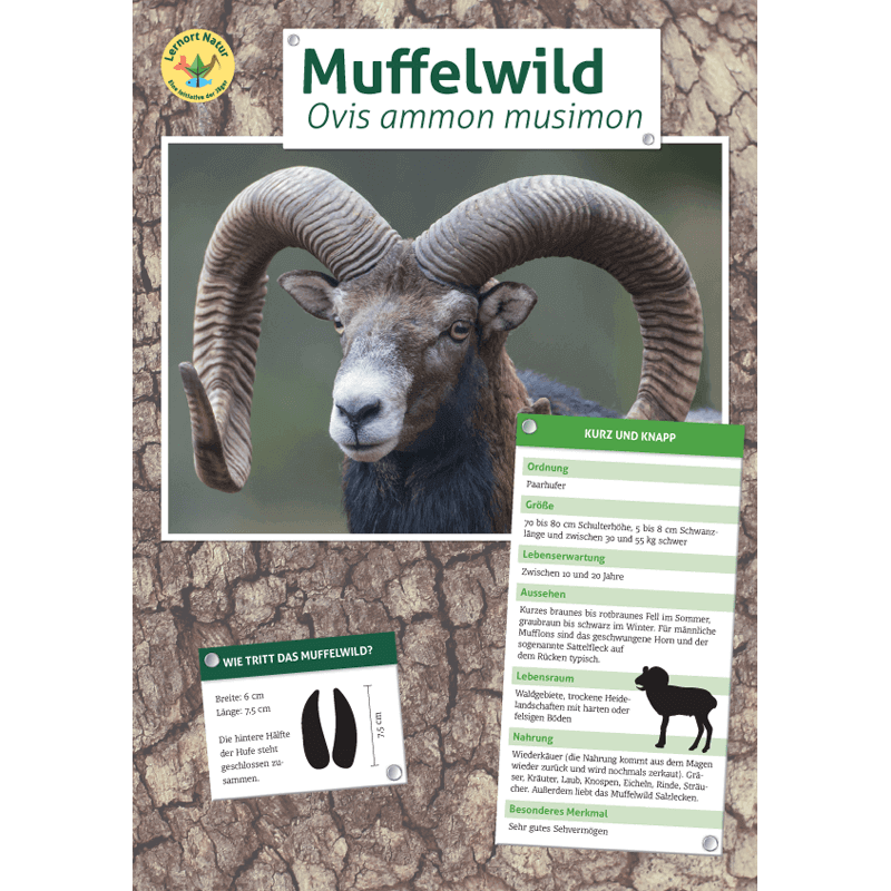 Tierposter im Format DIN A4 (Satz mit 22 Stück)