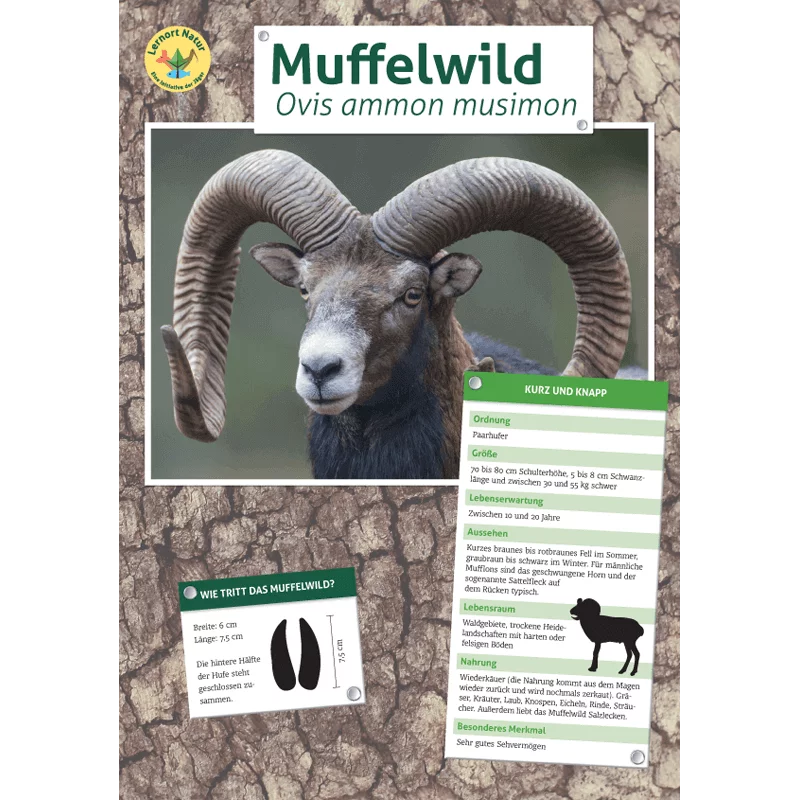 Tierposter im Format DIN A4 (Satz mit 22 Stück)