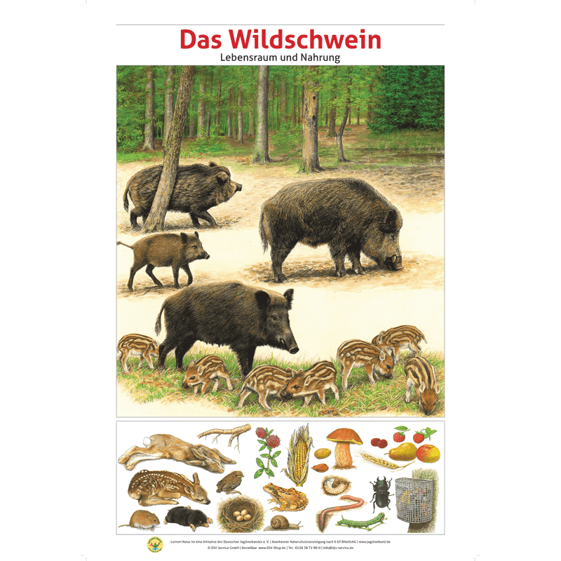 Lernort Natur-Tafel-Set "Heimische Wildtiere - Lebensraum und Nahrung" (12 Tafeln)