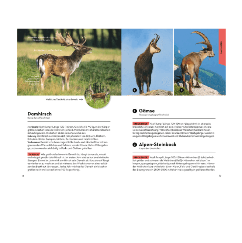 Buch "Naturführer Tiere und Pflanzen deiner Heimat"