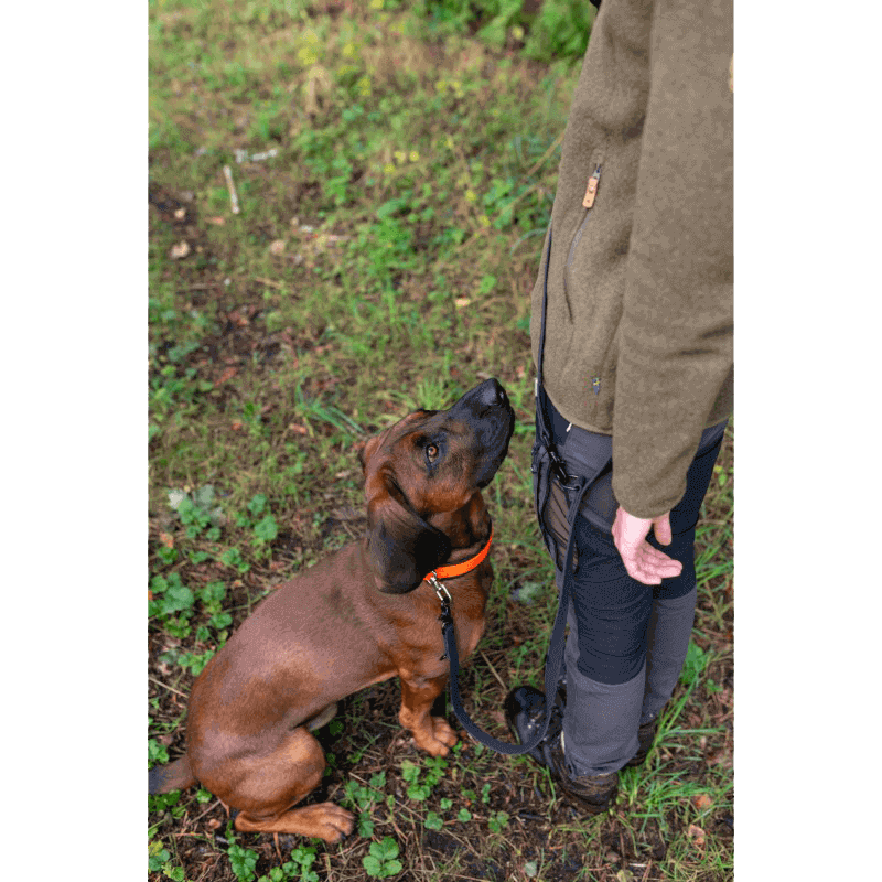 Hunde-Umhängeleine