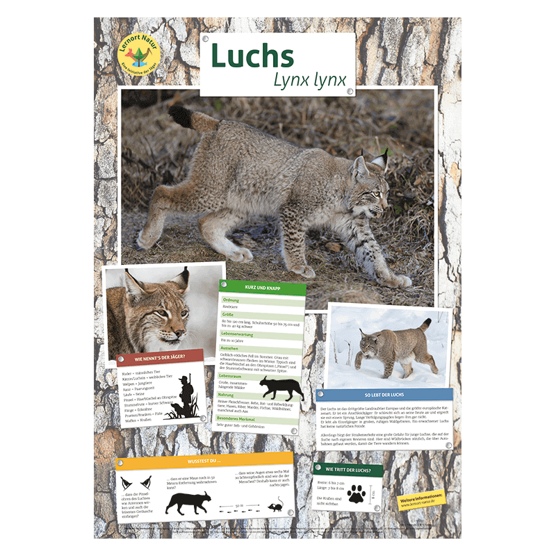 Lernort Natur-Tierposter Luchs