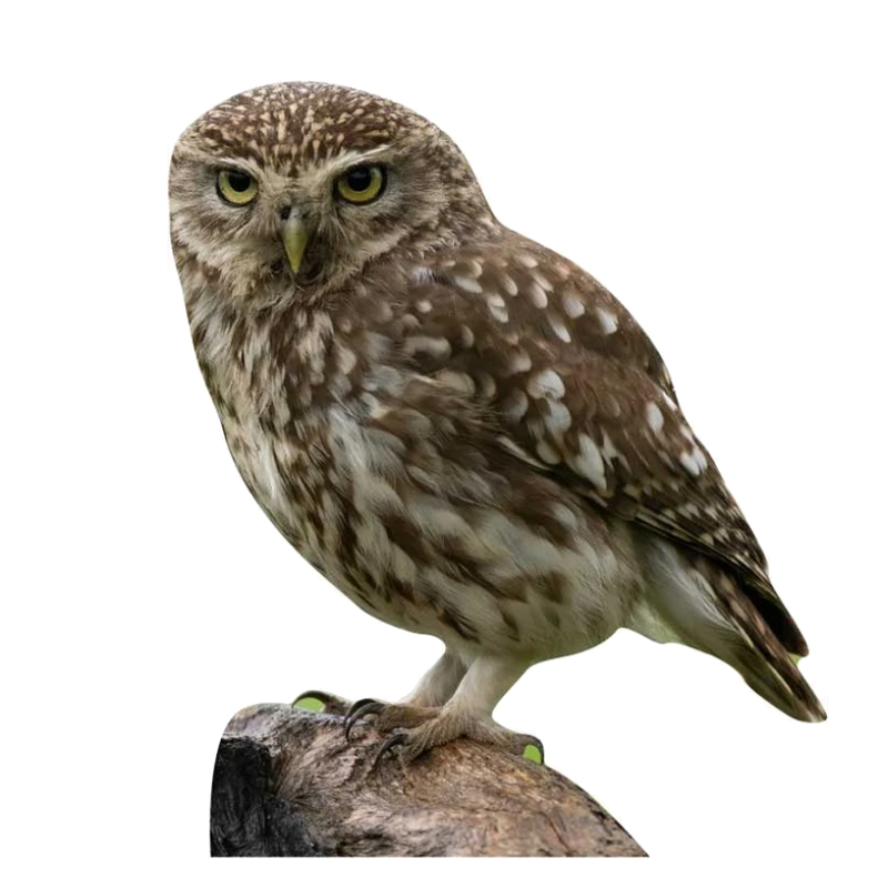 Tieraufsteller Steinkauz