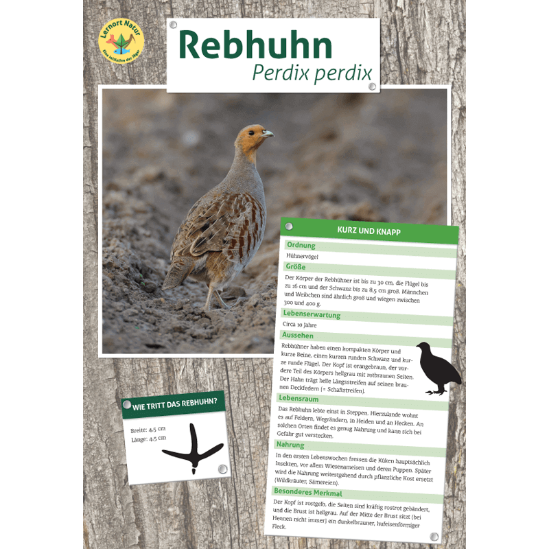 Tierposter im Format DIN A4 (Satz mit 22 Stück)
