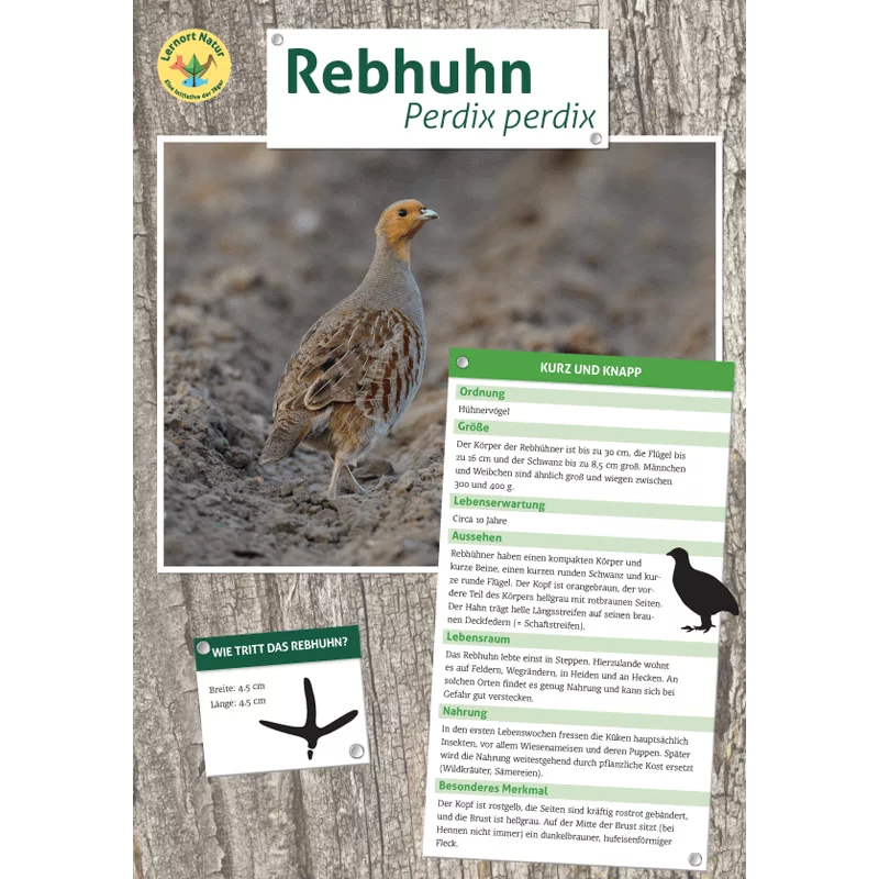 Tierposter im Format DIN A4 (Satz mit 22 Stück)
