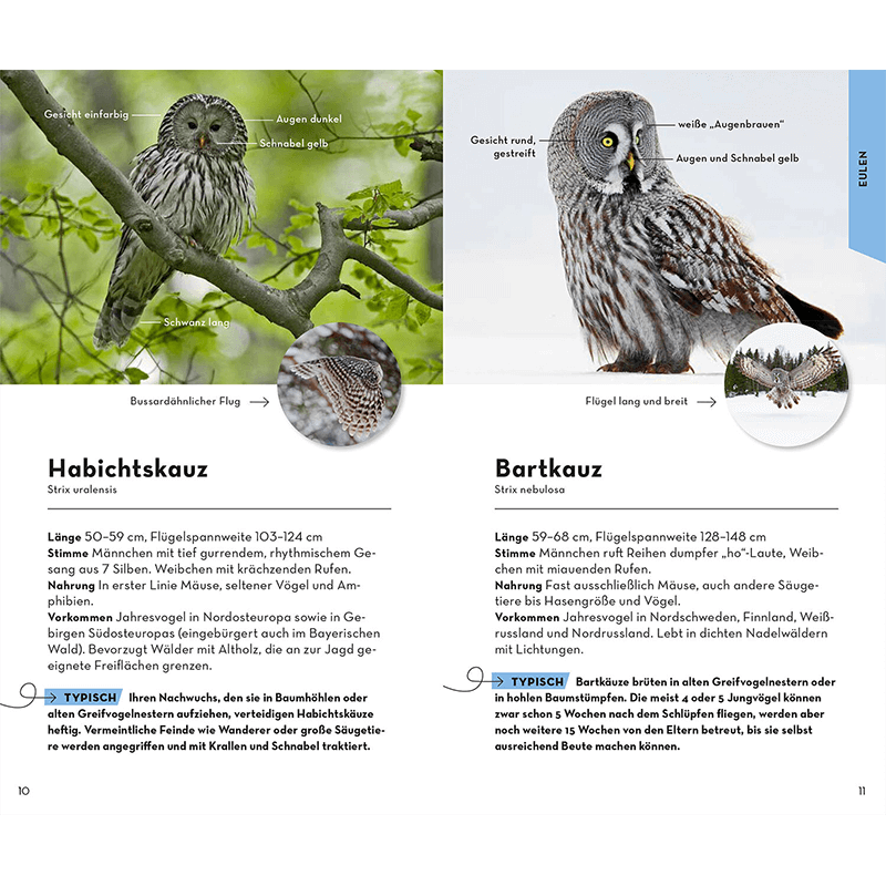 Buch "Basic Greifvögel & Eulen"