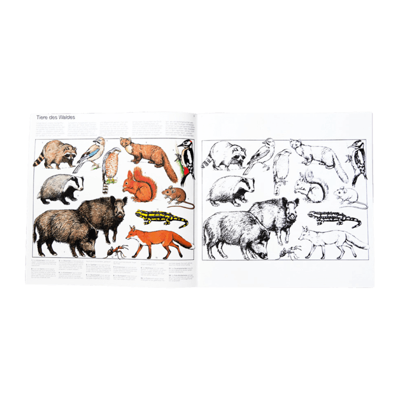 Malbuch 1 "Wir malen - was lebt in Wald und Flur"