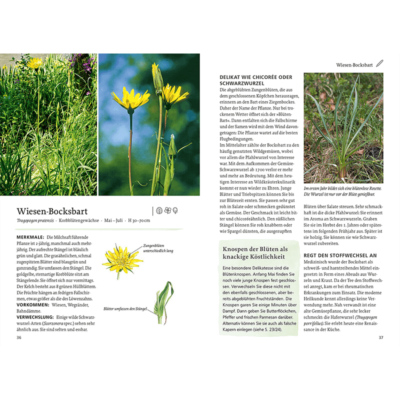 Buch „Unsere essbaren Wildpflanzen“