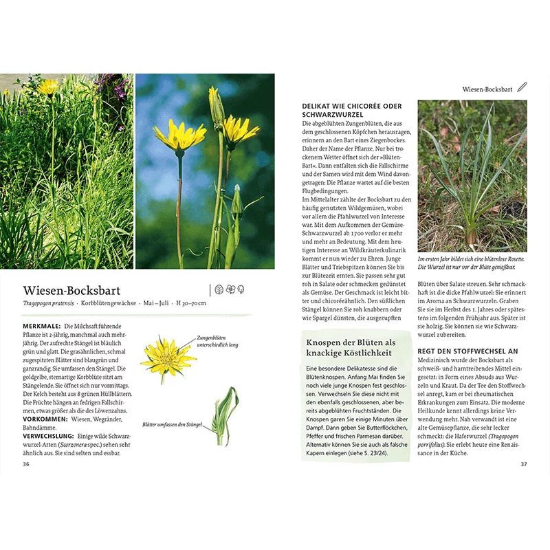Buch „Unsere essbaren Wildpflanzen“