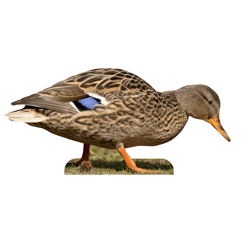 Tieraufsteller Stockente