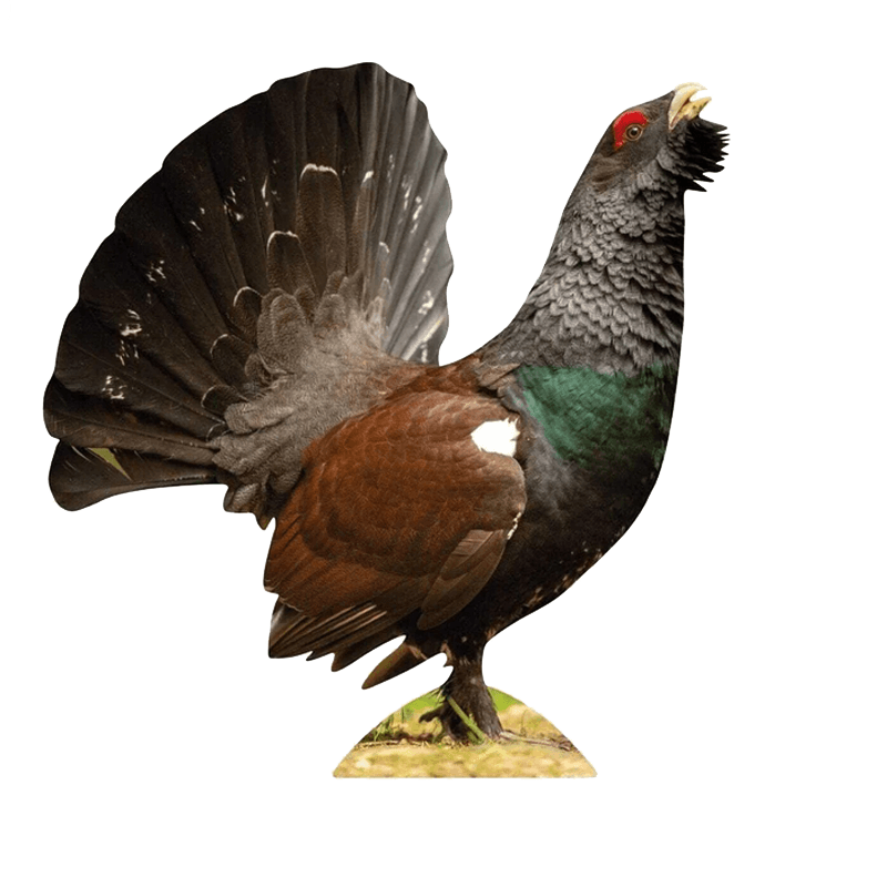 Tieraufsteller Auerhahn
