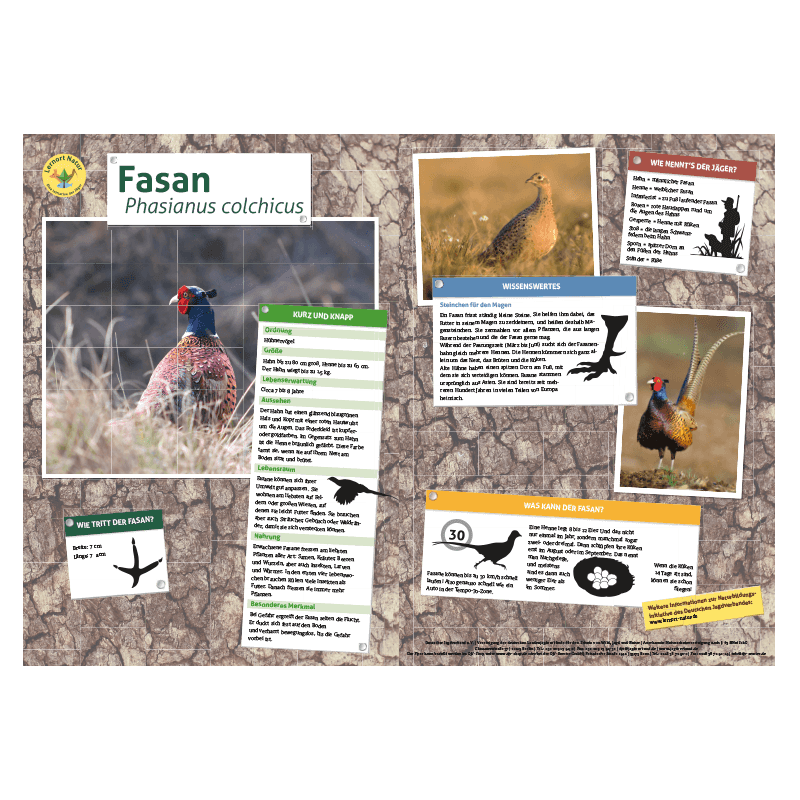 Lernort Natur-Tiertafel DIN A3 Fasan
