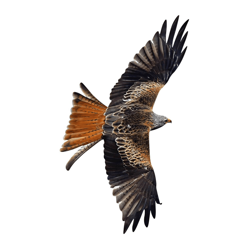 Fenster-Vogelschutzaufkleber Rotmilan