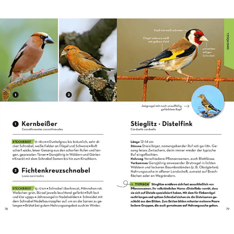 Buch "Basic Vögel"