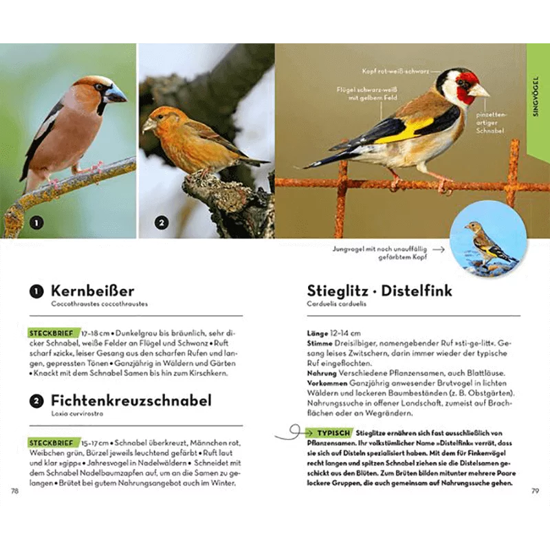 Buch "Basic Vögel"
