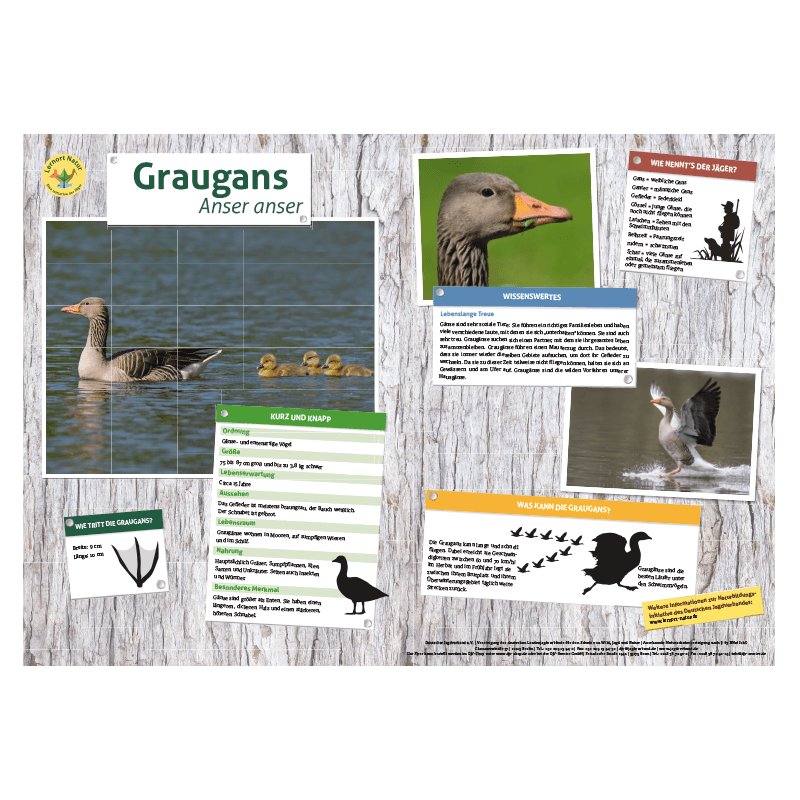 Lernort Natur-Tiertafel DIN A3 Graugans