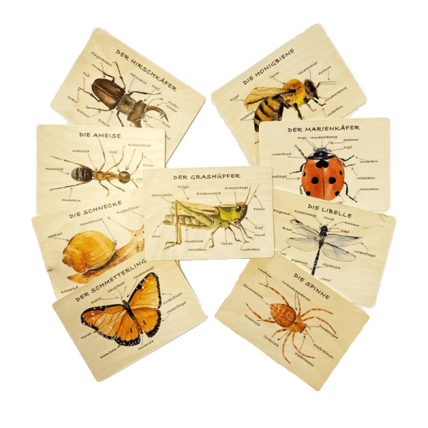 Holzkarten Lernkarten Insekten Set (9 Karten)